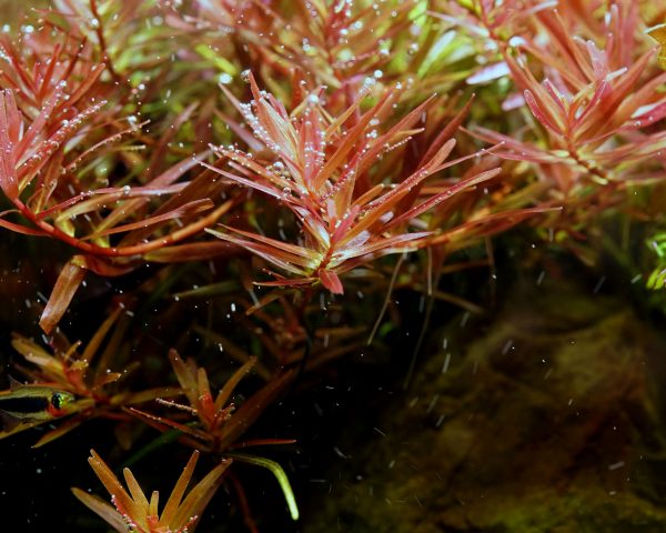 紅宮廷 (水草免費贈送-台北北門)：圖片 2