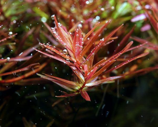 紅宮廷 (水草免費贈送-台北北門)