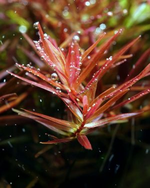 紅宮廷 (水草免費贈送-台北北門)