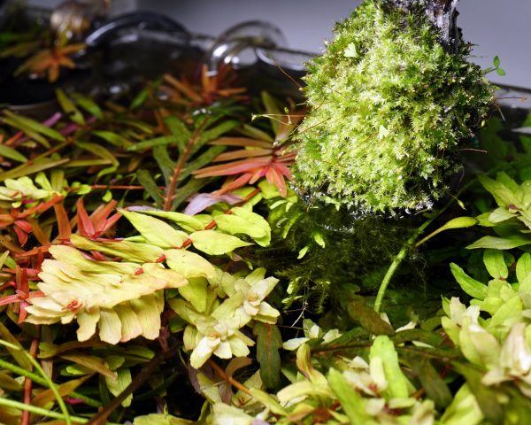 青蝴蝶 (水草免費贈送-台北北門)：圖片 2